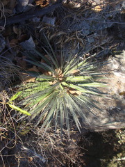 Agave schidigera