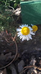 Tripleurospermum inodorum