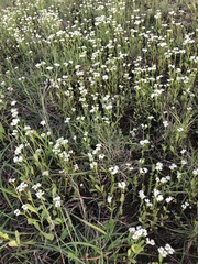 Valerianella amarella
