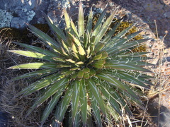 Agave schidigera