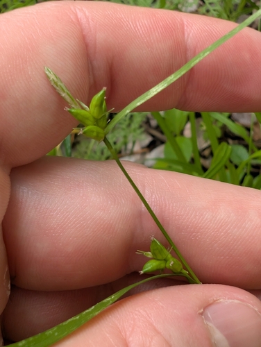 Carex amphibola, photograph 5