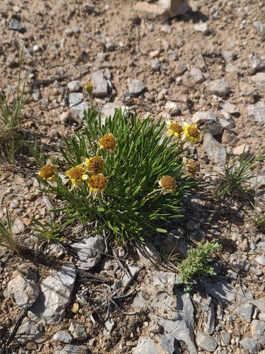 Tetraneuris torreyana