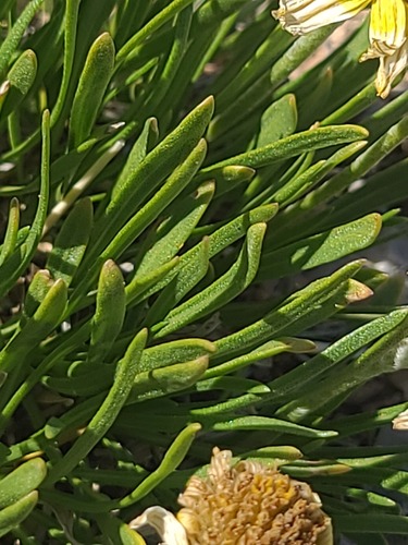 Tetraneuris torreyana, photograph 4