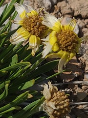 Tetraneuris torreyana, photograph author not stated, no rights reserved
