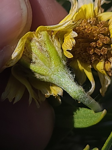Tetraneuris torreyana, photograph 5