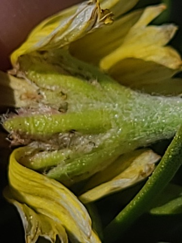 Tetraneuris torreyana, photograph 6