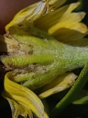 Tetraneuris torreyana, photograph author not stated, no rights reserved