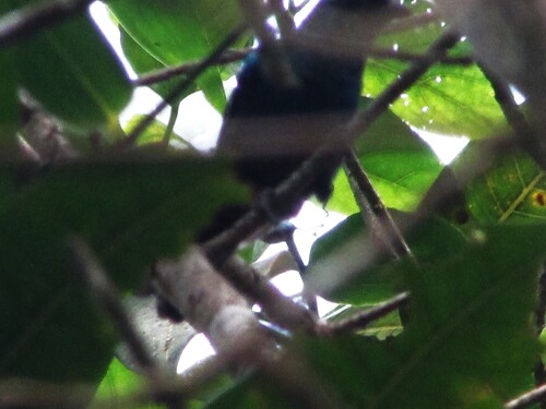 Seven-colored Tanager