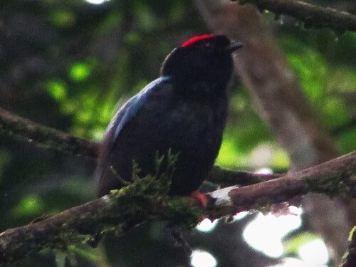Blue-backed Manakin