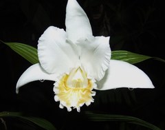 Sobralia chrysostoma