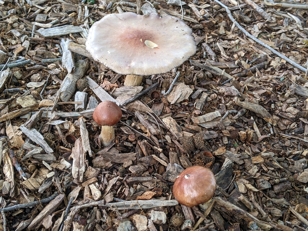 Wine-cap Stropharia · May 2026 · photo: Photo: (c) Maria Aghazarian, some rights reserved (CC BY) · iNaturalist