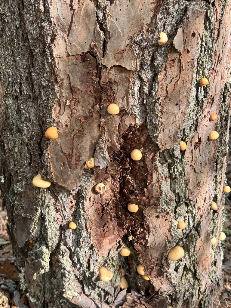 Veiled Polypore · May 2026 · photo: Photo: (c) Annie Weissman, some rights reserved (CC BY) · iNaturalist