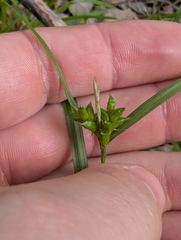 Carex amphibola, photograph (c) Connor McInerney, some rights reserved (CC BY)