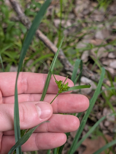 Carex amphibola, photograph 4