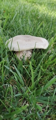 Agaricus