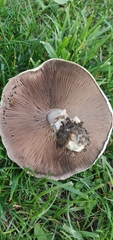 Agaricus