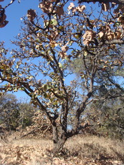 Quercus resinosa