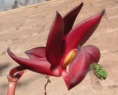 Mormodes