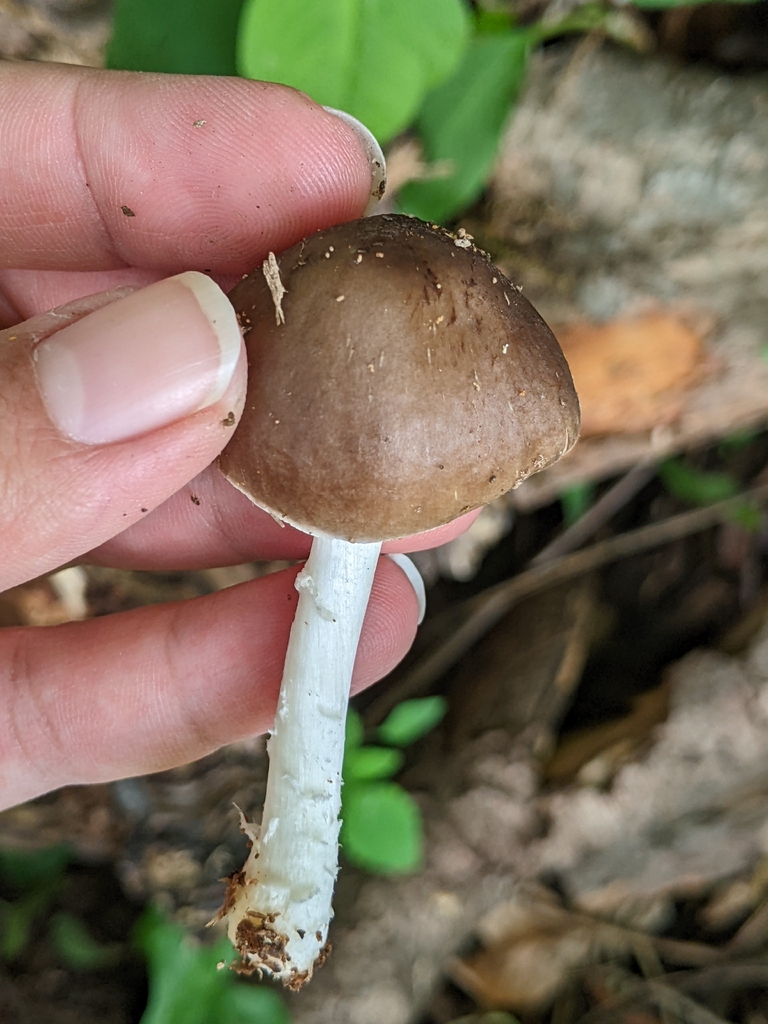 Deer Mushroom · May 2026 · photo: Photo: (c) Maria Aghazarian, some rights reserved (CC BY) · iNaturalist