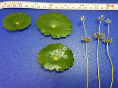 Hydrocotyle tribotrys