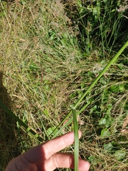 Capillipedium spicigerum