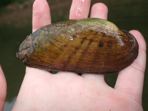 Ptychobranchus subtentum observed 2026-05-23