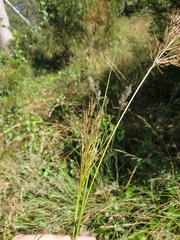 Capillipedium spicigerum