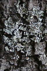 Austroparmelina pseudorelicina