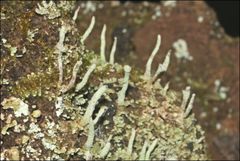 Cladonia rigida