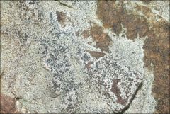Lecanora pseudistera