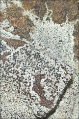 Lecanora pseudistera