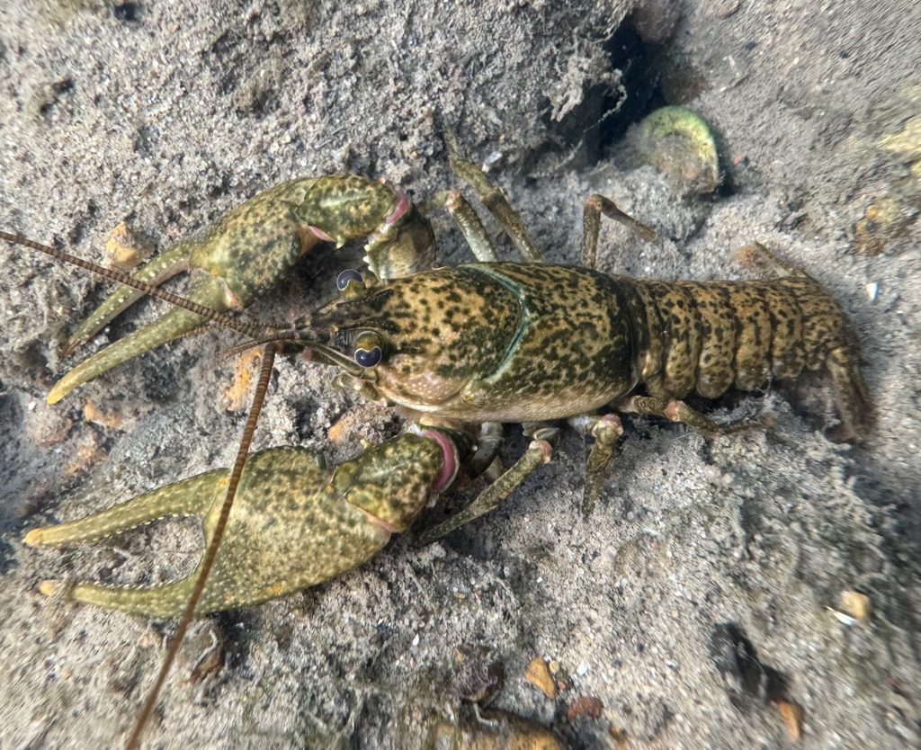 Surgeon Crayfish