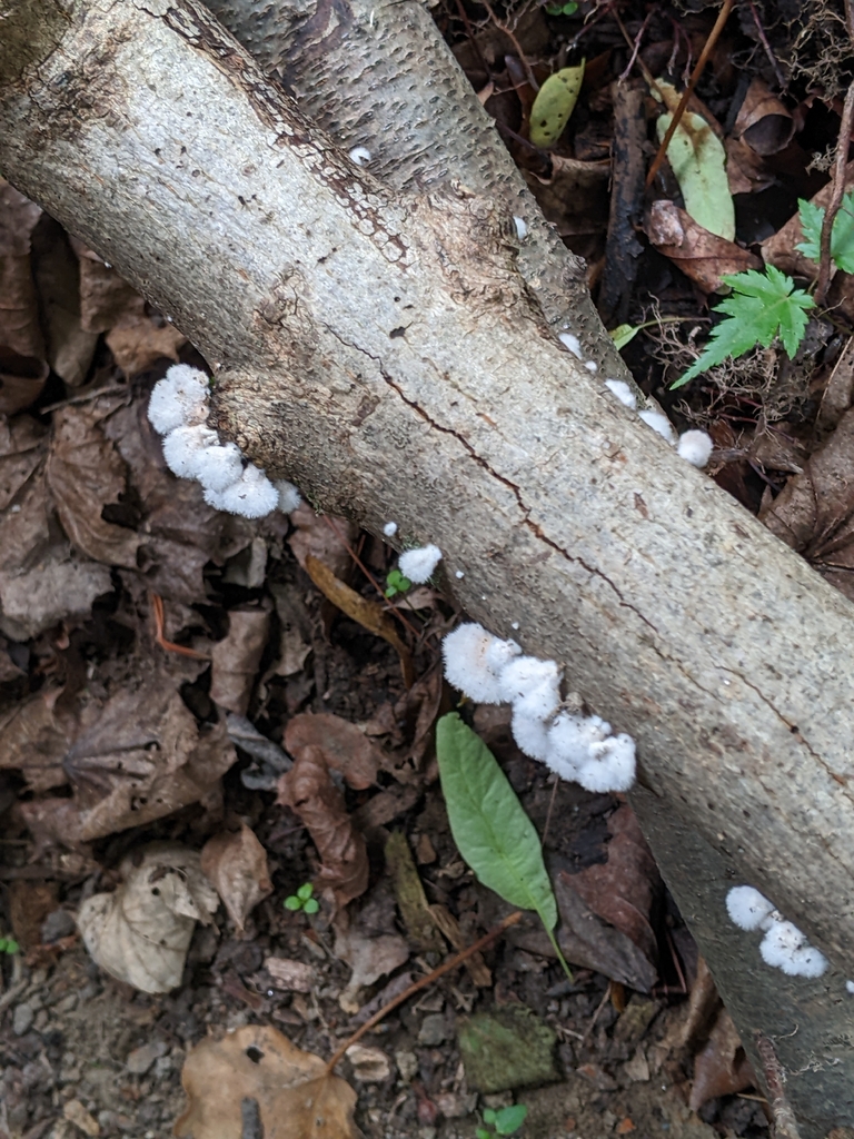 splitgill mushroom · May 2026 · photo: Photo: (c) Maria Aghazarian, some rights reserved (CC BY) · iNaturalist