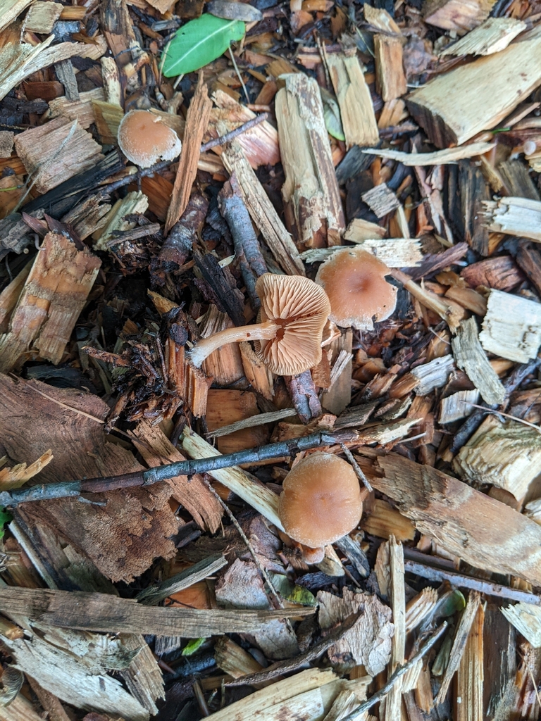 scurfy twiglet · May 2026 · photo: Photo: (c) Maria Aghazarian, some rights reserved (CC BY) · iNaturalist