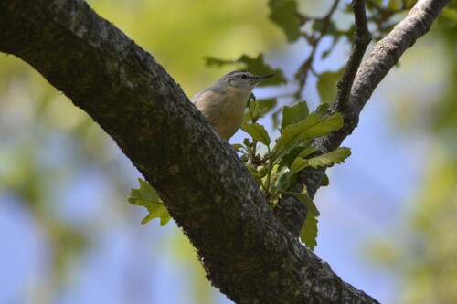 Algerian Nuthatch (Sitta ledanti), photo 10