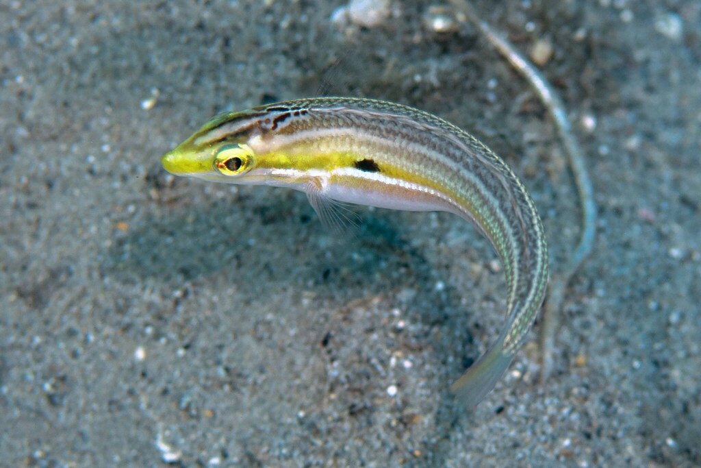 Leptojulis polylepis
