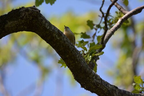 Algerian Nuthatch (Sitta ledanti), photo 4