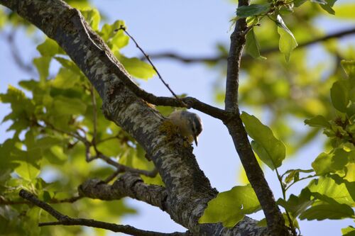 Algerian Nuthatch (Sitta ledanti), photo 3