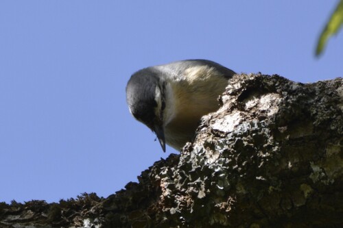 Algerian Nuthatch (Sitta ledanti), photo 9