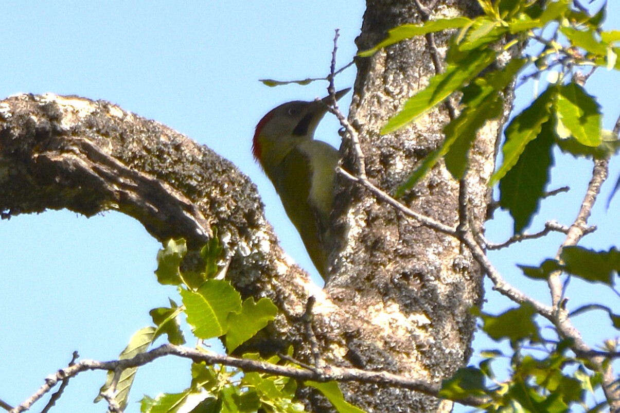 Levaillant's Woodpecker (Picus vaillantii), photo 9