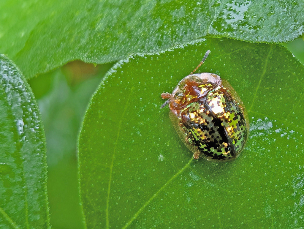 Agroiconota judaica
