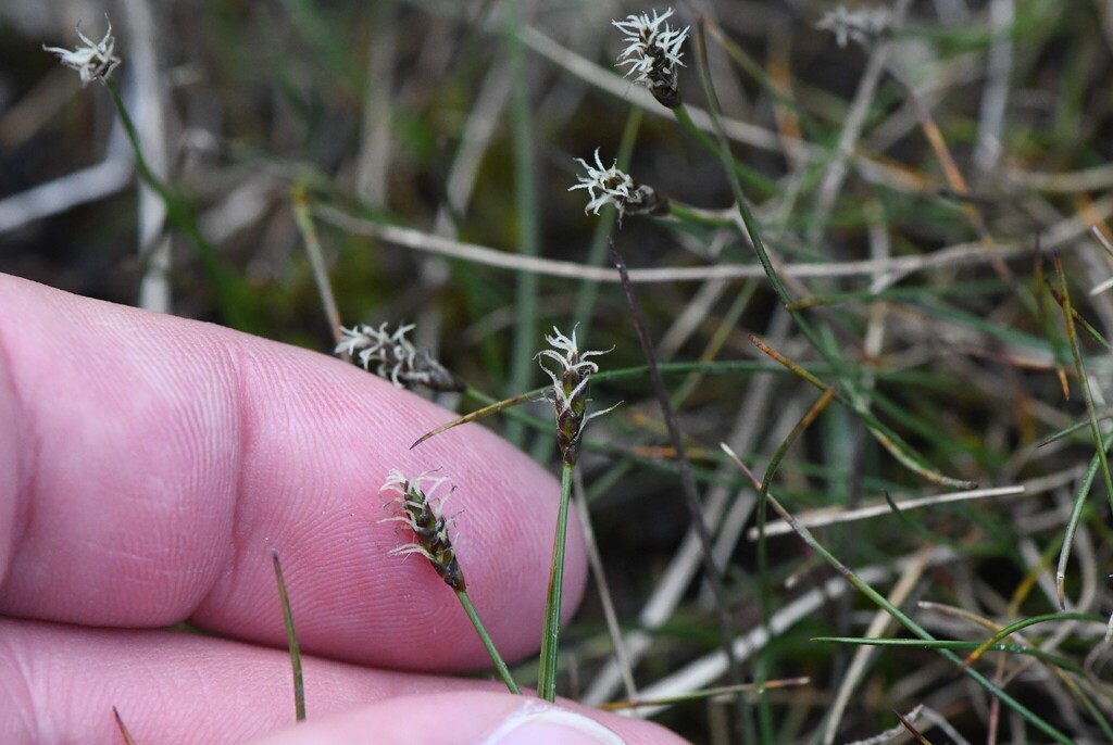 Carex dioica; photograph author not stated, no rights reserved