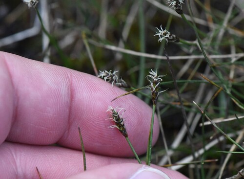 Carex dioica, photograph 5