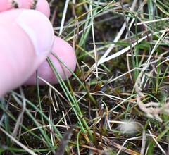 Carex dioica, photograph author not stated, no rights reserved