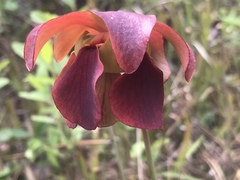 Sarracenia rubra