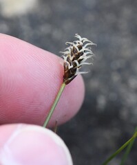 author not stated, no rights reserved Carex dioica, photograph author not stated, no rights reserved
