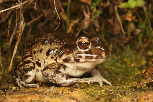 Northeastern Pepper Frog