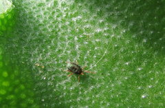 Balaustium