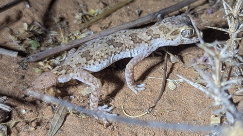 Northern Elegant Gecko
