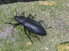 Mylaris maxima
